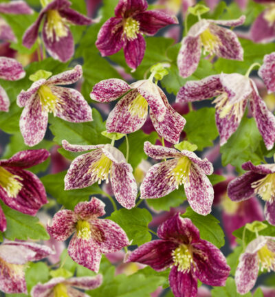 Clematis cirrhosa 'Freckles' - Bosrank
