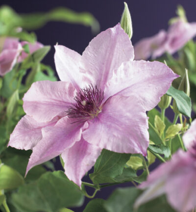Clematis ´Pink Fantasy´ - Bosrank