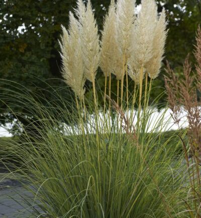 Cortaderia Selloana 'Evita' - Dwergpampasgras