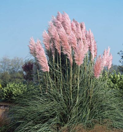 Cortaderia Selloana 'Rosea' - Pampasgras