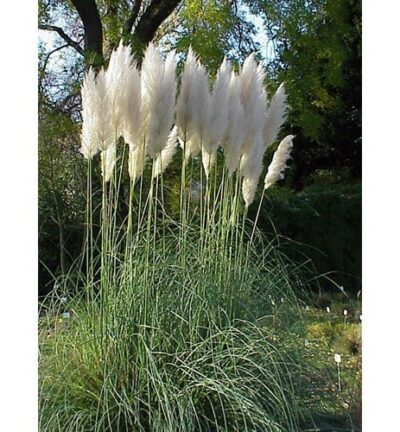 Cortaderia Selloana - Pampasgras