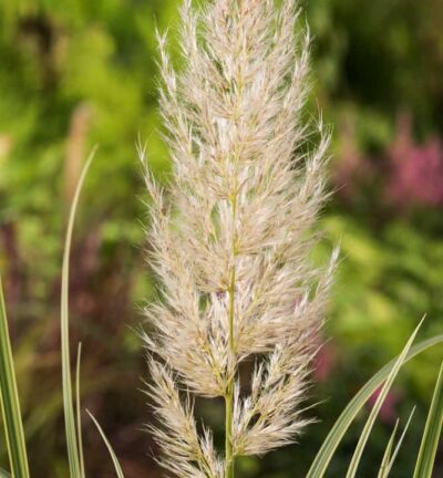 Cortaderia Selloana 'Esperanta' - Bont dwergpampasgras