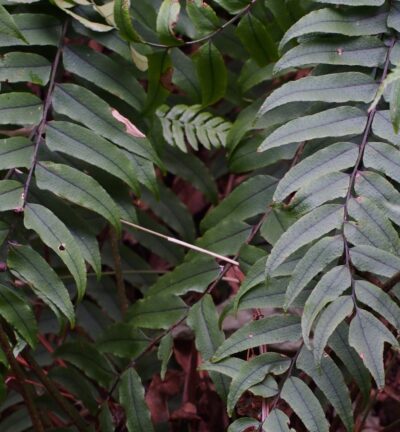 Cyrtomium 'fortunei' - IJzervaren