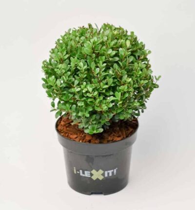 Ilex crenata Dark Green Bolvorm - Japanse Hulst - Ø 17cm pot – planthoogte 15 cm