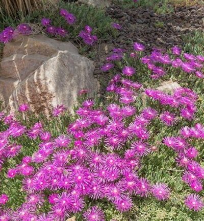 Delosperma 'Cooperi' - IJsbloem