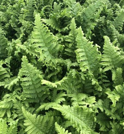 Dryopteris Affinis 'Crispa' - Niervaren