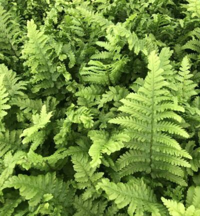 Dryopteris Affinis 'Cristata' - Kamvaren