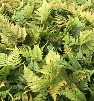 Dryopteris 'Erythrosora' - Herfstvaren