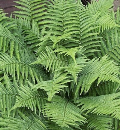 Dryopteris 'filix-mas' - Mannetjesvaren