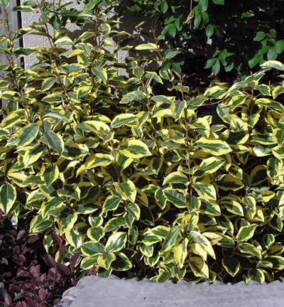 Elaeagnus ebbingei Gilt Edge - Olijfwilg