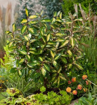 Elaeagnus ebbingei Limelight - Olijfwilg