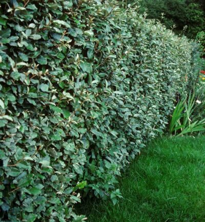 Elaeagnus ebbingei - Olijfwilg