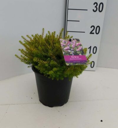 Erica darleyensis 'Mary Helen' - Winterheide