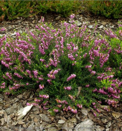 Erica darleyensis  'Ghost Hills' - Roze Winterheide