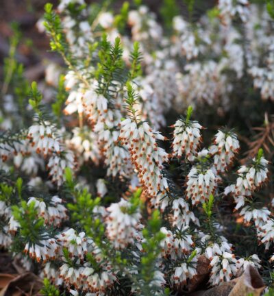 Erica darleyensis 'Snow Queen' - Witte Winterheide