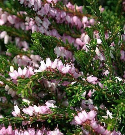 Erica darleyensis 'Darley Dale' - Winterheide