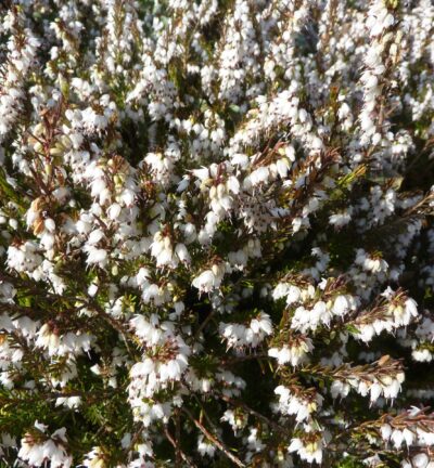 Erica darleyensis 'White Perfection' - Winterheide