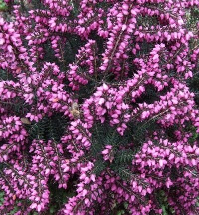 Erica darleyensis 'Kramers Rote' - Rode Winterheide