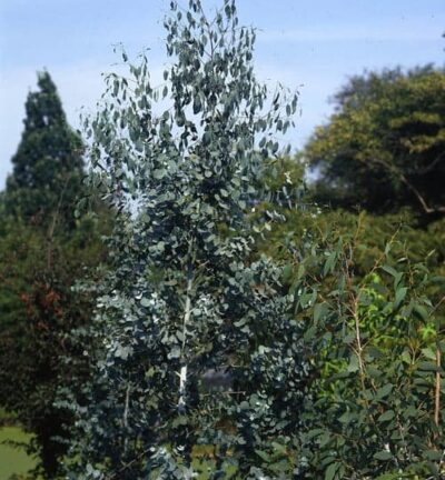 Eucalyptus gunnii - Gomboom