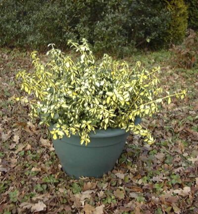 Euonymus fortunei 'Blondy' - Kardinaalsmuts