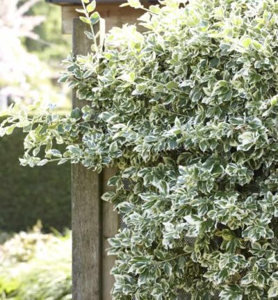 Euonymus fortunei 'Emerald Gaiety' - Kardinaalsmuts