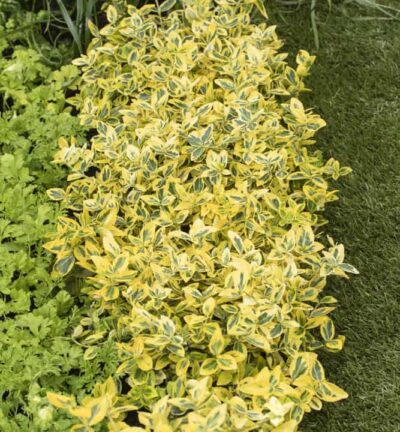 Euonymus fortunei 'Emerald ´n Gold' - Kardinaalsmuts