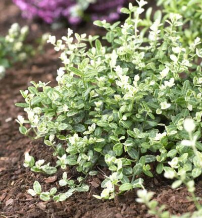 Euonymus fortunei 'Silverstone' - Kardinaalsmuts