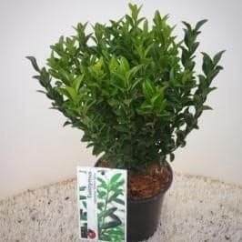 Euonymus japonicus 'Green Spire' - Kardinaalsmuts