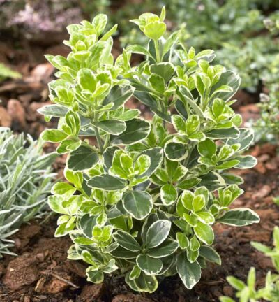 Euonymus japonica 'Kathy' - Kardinaalsmuts