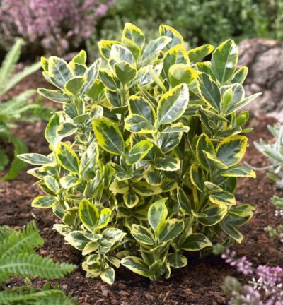 Euonymus japonica 'Marieke' - Kardinaalsmuts