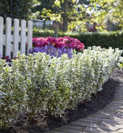 Euonymus japonicus 'White Spire' - Kardinaalsmuts
