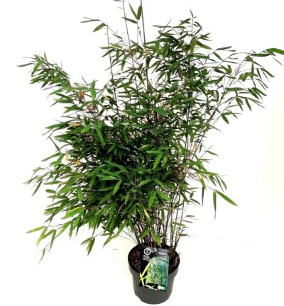 Fargesia nitida 'Gansu' - Niet-woekerende bamboe