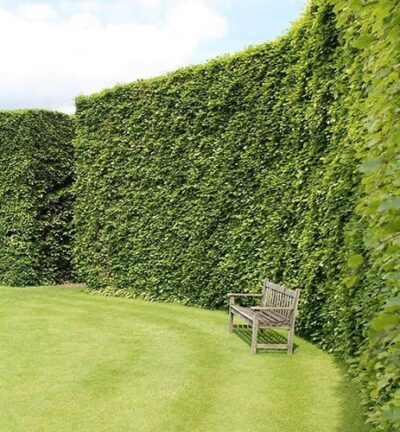 Fagus sylvatica - Beukenhaag