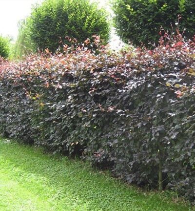 Fagus sylvatica Atropunicea - Rode Beukenhaag