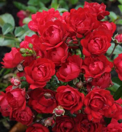 Rosa 'the Fairy King' - Trosroos