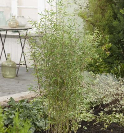 Fargesia 'Jiuzhaigou' - Niet-woekerende bamboe