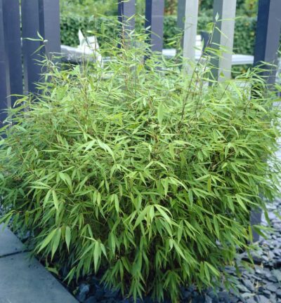 Fargesia 'Rufa' - Niet-woekerende bamboe