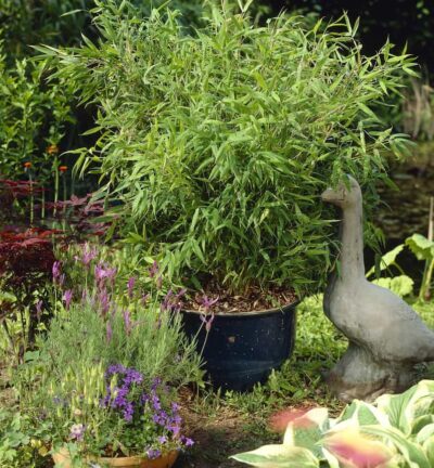 Fargesia murieliae 'Lollipops' - Niet-woekerende bamboe