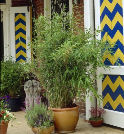 Fargesia murieliae 'Obelisk' - Niet-woekerende bamboe