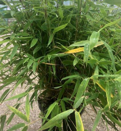 Fargesia murilaea 'Elias' - Niet-woekerende bamboe