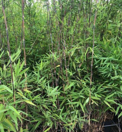 Fargesia nitida 'Black Pearl' - Niet-woekerende bamboe