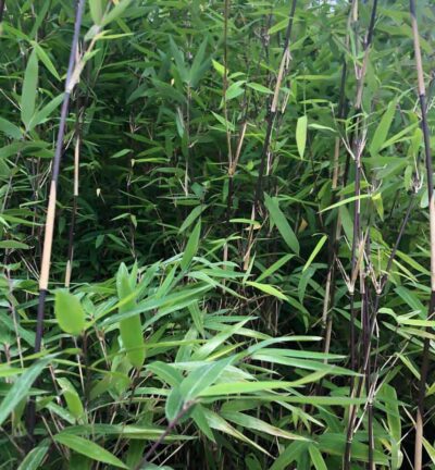 Fargesia nitida 'Volcano' - Niet-woekerende bamboe