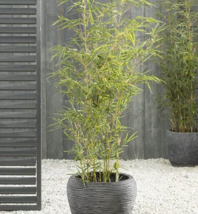 Fargesia robusta 'Campbell' - Niet-woekerende bamboe