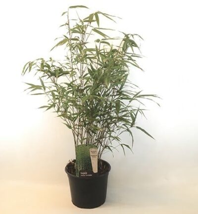 Fargesia robusta 'Formidable' - Niet-woekerende bamboe