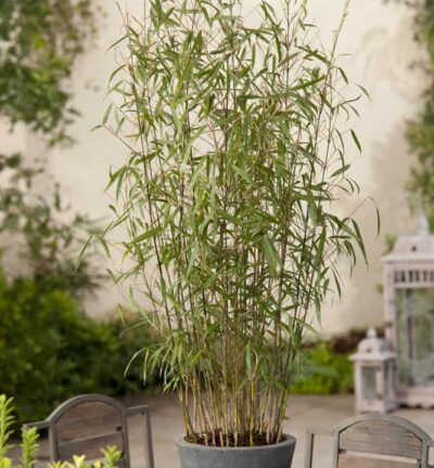 Fargesia scabrida 'Asian Wonder' - Niet-woekerende bamboe