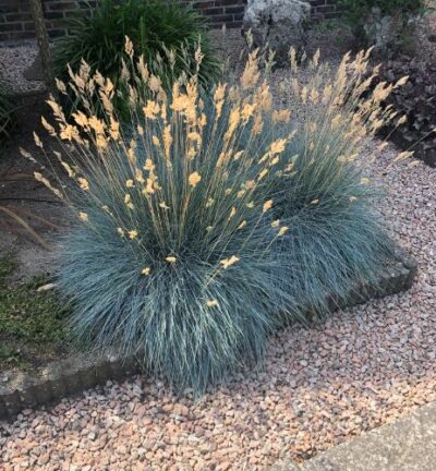 Festuca Glauca 'Elijah Blue' - Blauw Schapengras