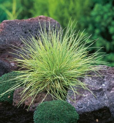Festuca Glauca 'Golden Toupee' - Gouden Schapegras
