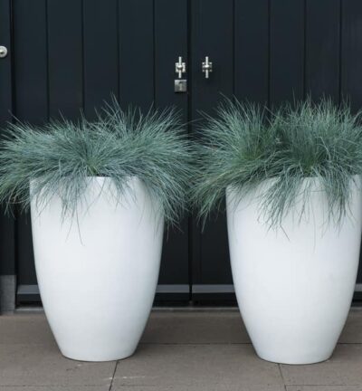 Festuca Glauca 'Intense Blue' - Blauw Schapengras