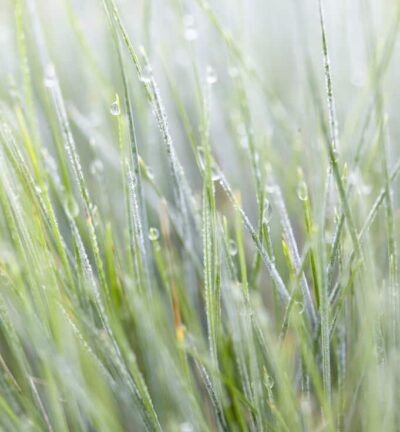 Festuca Glauca 'Zwergenkönig' - Blauw Schapengras