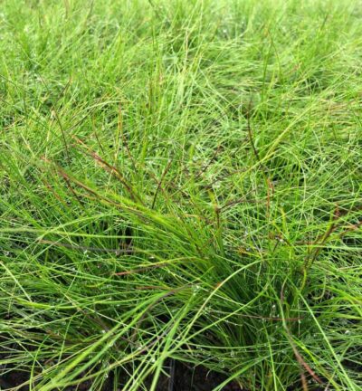 Festuca amethystina 'Walberla' - Zwenkgras